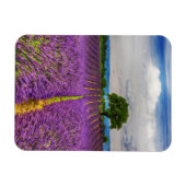 Lavendelveld landschap, Frankrijk Magneet (Horizontaal)