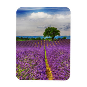 Lavendelveld landschap, Frankrijk Magneet