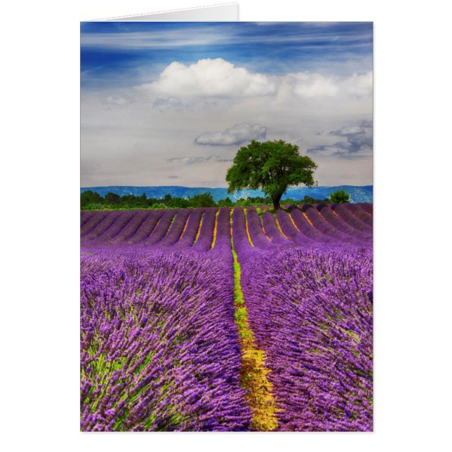 Lavendelveld landschappelijk, Frankrijk (Voorkant)