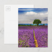 Lavendelveld landschappelijk, Frankrijk Briefkaart (Voorkant / Achterkant)