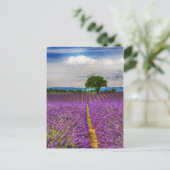 Lavendelveld landschappelijk, Frankrijk Briefkaart (Staand voorkant)