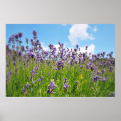 Lavendelveld Poster (Voorkant)