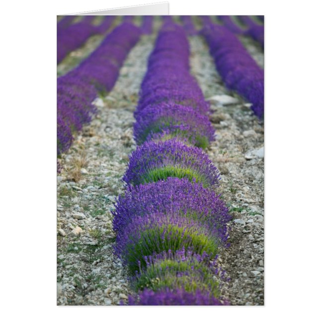Lavendelveld, Provence, Frankrijk (Voorkant)