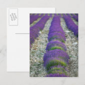 Lavendelveld, Provence, Frankrijk Briefkaart (Voorkant / Achterkant)