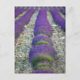 Lavendelveld, Provence, Frankrijk Briefkaart