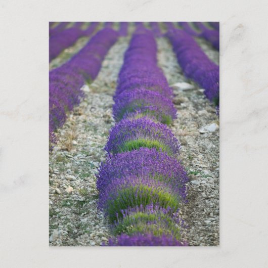 Lavendelveld, Provence, Frankrijk Briefkaart (Voorkant)
