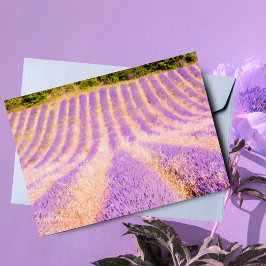 Lavendelveld Provence Frankrijk Leeg Binnen Kaart