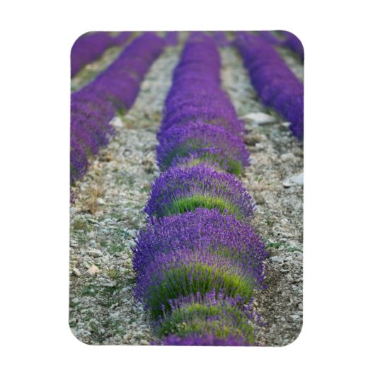 Lavendelveld, Provence, Frankrijk Magneet (Verticaal)