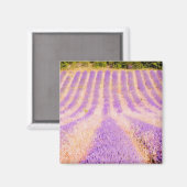 Lavendelveld Provence Frankrijk Magneet (Voorkant / Achterkant)