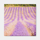 Lavendelveld Provence Frankrijk Magneet (Voorkant)
