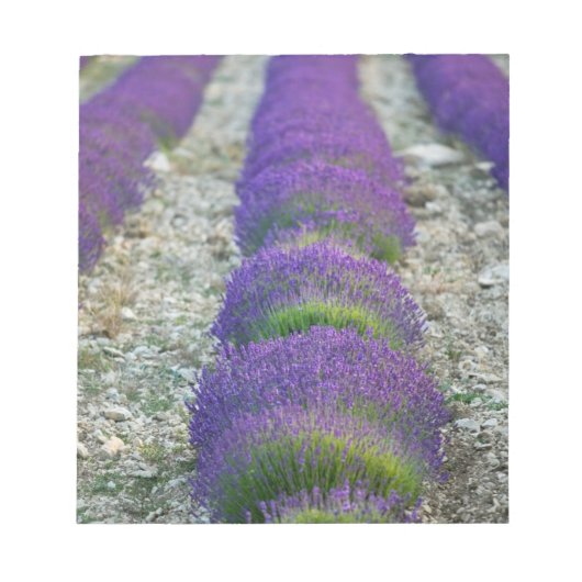 Lavendelveld, Provence, Frankrijk Notitieblok (Voorkant)