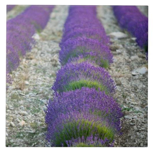 Lavendelveld, Provence, Frankrijk Tegeltje (Voorkant)