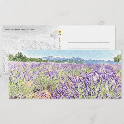 Lavendelveld schets - briefkaart (Voorkant / Achterkant)
