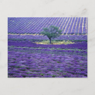 Lavendelvelden, Vence, Provence, Frankrijk Briefkaart