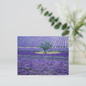 Lavendelvelden, Vence, Provence, Frankrijk Briefkaart (Staand voorkant)