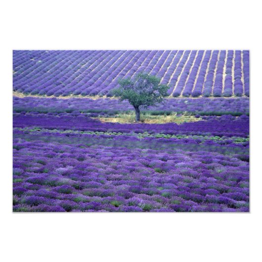 Lavendelvelden, Vence, Provence, Frankrijk Foto Afdruk (Voorkant)