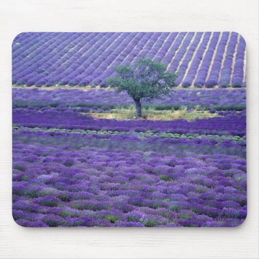 Lavendelvelden, Vence, Provence, Frankrijk Muismat (Voorkant)
