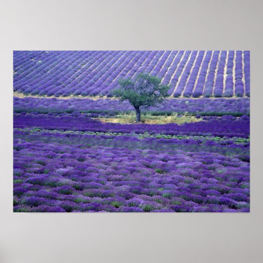 Lavendelvelden, Vence, Provence, Frankrijk Poster (Voorkant)
