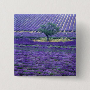 Lavendelvelden, Vence, Provence, Frankrijk Vierkante Button 5,1 Cm