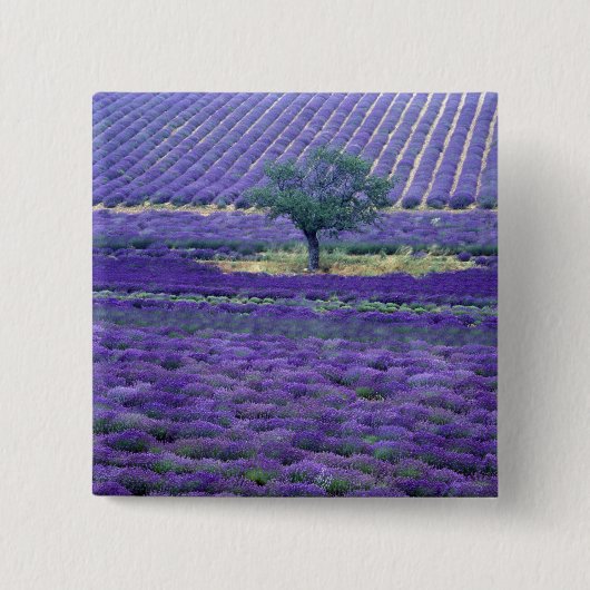 Lavendelvelden, Vence, Provence, Frankrijk Vierkante Button 5,1 Cm (Voorkant)