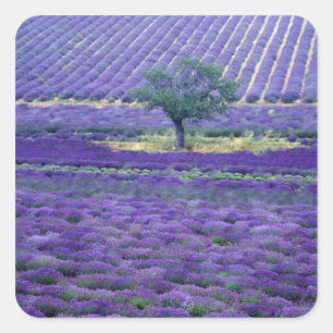 Lavendelvelden, Vence, Provence, Frankrijk Vierkante Sticker