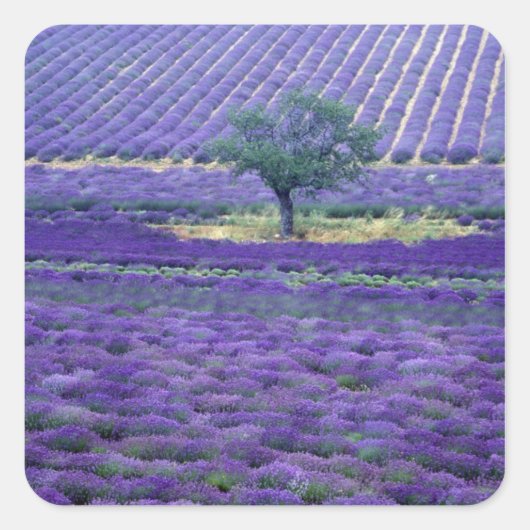 Lavendelvelden, Vence, Provence, Frankrijk Vierkante Sticker (Voorkant)