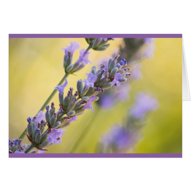 Lavender (Voorkant Horizontaal)