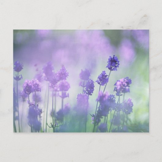 Lavender 2 briefkaart (Voorkant)