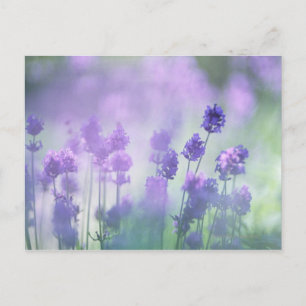Lavender 2 briefkaart