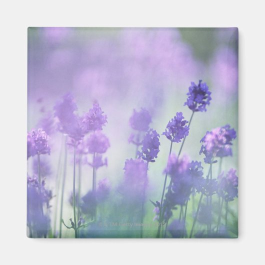 Lavender 2 magneet (Voorkant)