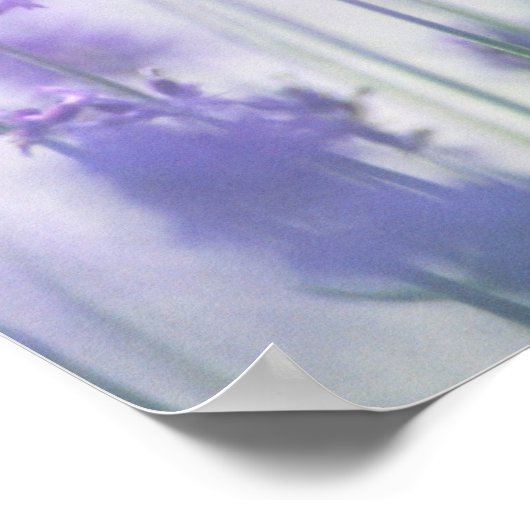 Lavender 2 poster (Hoek)