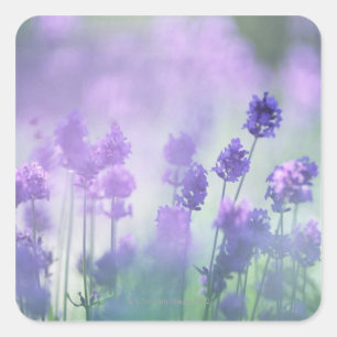 Lavender 2 vierkante sticker