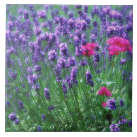 Lavender 3 tegeltje (Voorkant)