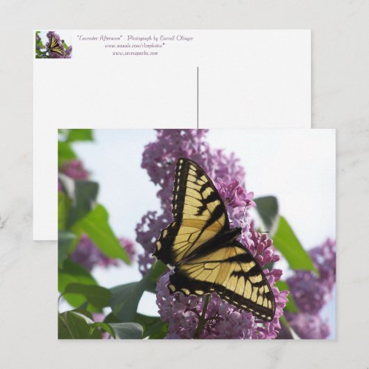 Lavender Aftermiddag Briefkaart (Voorkant / Achterkant)