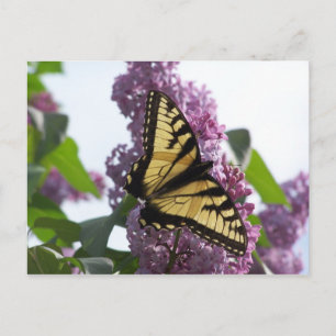 Lavender Aftermiddag Briefkaart