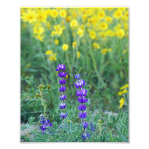 Lavender and Yellow Daisy Foto Afdruk