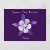 Lavender Aquilegia Columbine Briefkaart (Voorkant)