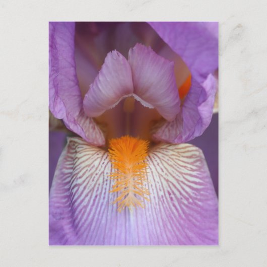 Lavender Bearded Iris Flower Petal Briefkaart (Voorkant)