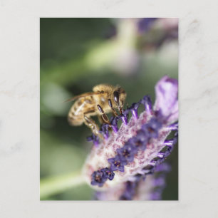 Lavender Bee Briefkaart