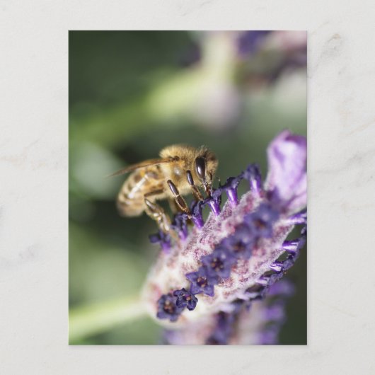 Lavender Bee Briefkaart (Voorkant)