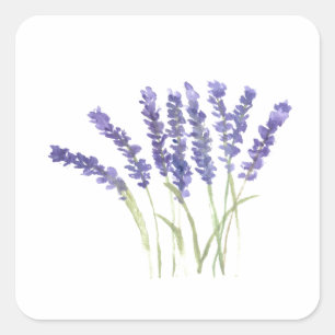 Lavender bloemen waterverf rustige kruiden plein s vierkante sticker