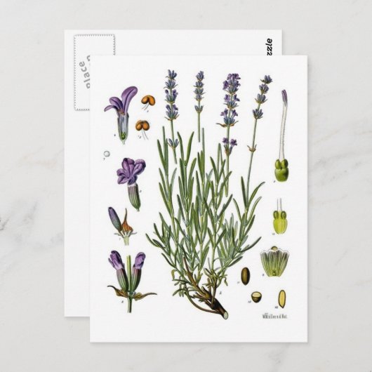 Lavender Briefkaart (Voorkant / Achterkant)