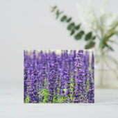 Lavender Briefkaart (Staand voorkant)