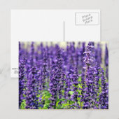 Lavender Briefkaart (Voorkant / Achterkant)