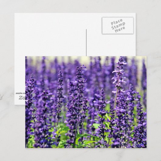 Lavender Briefkaart (Voorkant / Achterkant)
