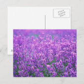 Lavender Briefkaart (Voorkant / Achterkant)