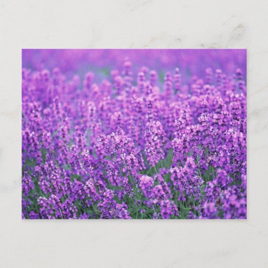 Lavender Briefkaart (Voorkant)