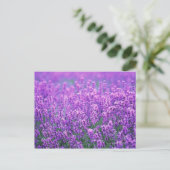 Lavender Briefkaart (Staand voorkant)