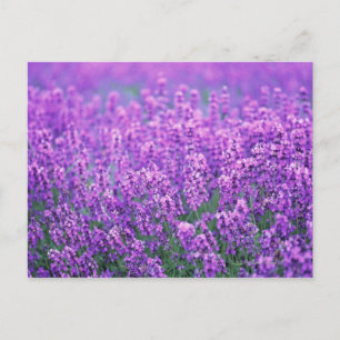 Lavender Briefkaart