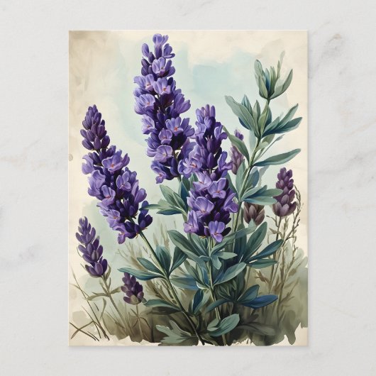  lavender briefkaart (Voorkant)